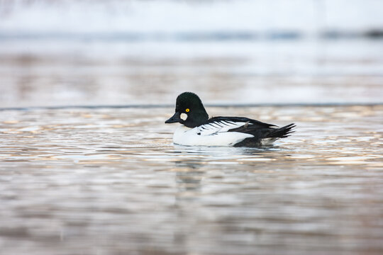 Male Common Goldeneye duck swimming on a winter pond