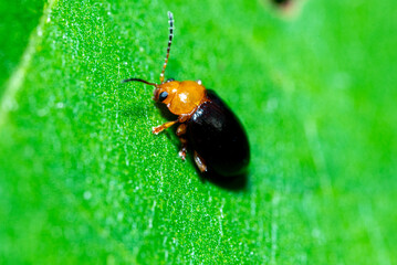 Podagrica fuscicornis insect on a fresh, natural leaf