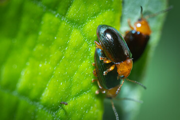 Fototapeta premium Podagrica insects mating in their habitat