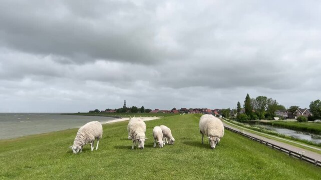 Sheeps grazing in a sea dyke around Hindeloopen in Friesland, The Netherlands