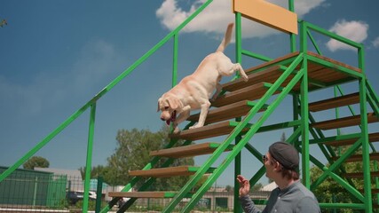 careful labrador descends green wooden slope, labrador carefully walks down wooden ramp with support, labrador gradually descends green wooden ramp while caucasian trainer encourages and assists