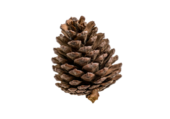 Natural brown pine cone isolated on white background, detailed woody scales and rustic forest texture with clean copy space, versatile woodland seed element for autumn compositions, winter 