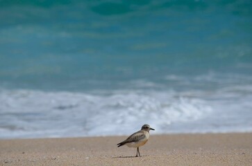A Greater Sand Plover (Charadrius leschenaultii) standing alert on a sandy beach with a soft, blurred turquoise ocean background. Ideal for travel, wildlife conservation, and tranquility concepts.