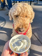 Dog and whipped cream