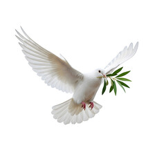 Obraz premium Isolated White Dove with Olive Branch, isolated on white or transparent background, PNG Format.