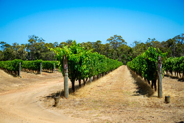 Cabernet Franc Vineyard in Western Australia