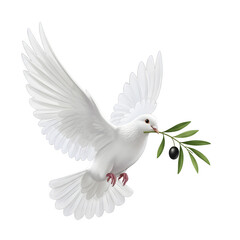 Fototapeta premium Isolated White Dove with Olive Branch, isolated on white or transparent background, PNG Format.