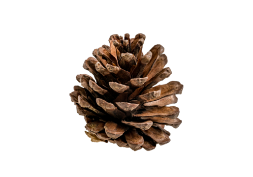 Dry brown pine cone standing on base isolated on white background, detailed woody scales and natural imperfections with clean copy space, rustic woodland seed element perfect for autumn designs, 