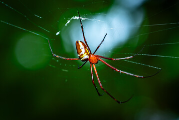 Nephila spiders, found in warmer regions around the world