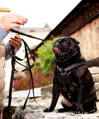 Black pug dog sits on a stone and looks up at the owner's hand. The dog has a harness. Dog training. Autumn city. Vertical and blurred photo