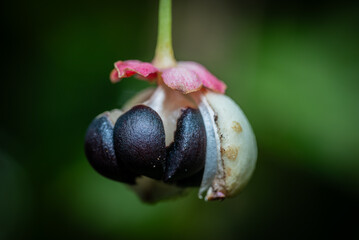 Close-up of a split katuk fruit. Sauropus androgynus