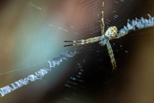A close-up of a small spider in the middle of its web, showing the zigzag pattern typical of stabilimentum on the web.