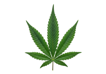 Pristine emerald green Cannabis Sativa leaf, seven fanned lobes and prominent veins, isolated on transparent with copy space, photorealistic macro studio shot, concept of herbal medicine