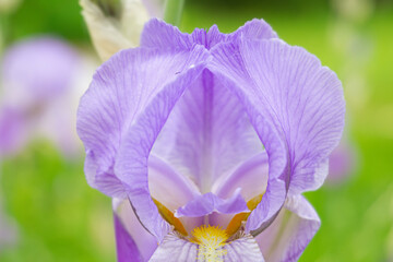 Close shot of blooming lavender iris in morning light, Delicate lavender iris with dewdrops and ruffled petals captured closely