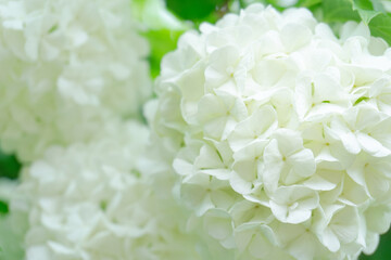 Softly lit hydrangea bouquet with greenery, Refined garden style bridal bouquet with lush layers of blossoms and foliage