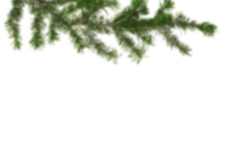 Green fir branches hanging from upper left on clean white background with wide copy space, natural evergreen foliage creating simple winter and Christmas frame perfect for greeting cards, posters, 