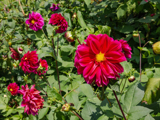 Two red dahlias with yellow centers glowing under bright tropical sunlight. Ideal for floral prints, design inspiration, and natural backgrounds © CineStock Studio