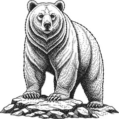 Dark silhouette of a powerful wild bear standing on rugged terrain facing the viewer.