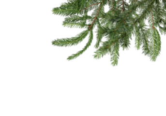 Fir tree branches hanging from top edge on clean white background with wide copy space, natural evergreen border creating simple winter and Christmas layout ideal for greeting cards, posters, 