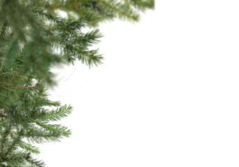 Soft focus fir branches along left edge on white background, slightly blurred evergreen foliage creating natural vertical winter frame with copy space for Christmas greeting cards, posters, banners