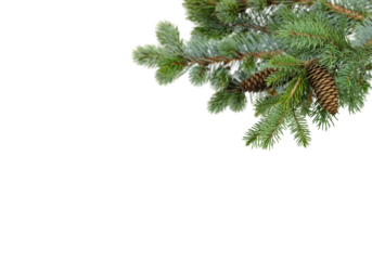 Spruce branches with many pine cones hanging from upper right corner on clean white background and copy space, natural winter and Christmas border perfect for greeting cards, posters, invitations,