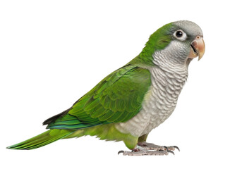 Adult Quaker parrot with vibrant emerald green and light grey plumage, dark intelligent eyes, and fanned tail, posed on a seamless transparent studio background, concept of scientific study