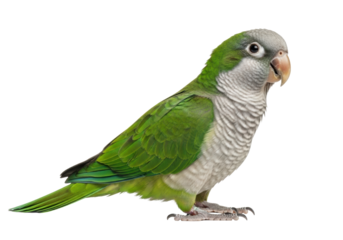 Adult Quaker parrot with vibrant emerald green and light grey plumage, dark intelligent eyes, and fanned tail, posed on a seamless transparent studio background, concept of scientific study