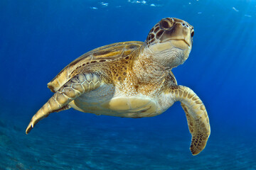 Una tortuga verde nadando en el mar de Tenerife © davidcarbo
