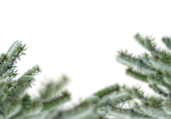 Blurred frosty fir tree branches with shallow depth of field on white background and copy space, soft focus winter foliage creating a natural Christmas border for greeting cards, posters, headers 