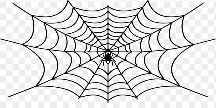 Spider on Web Vector. Detailed Cobweb Line Art Illustration.