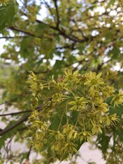 A maple (Acer) tree's blooming inflorescence: green flowers among green leaves; a macro (close-up) vertical photo for gardening, botanical, natural, environmental designs and illustrative materials.