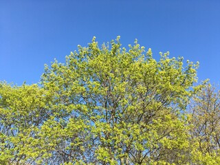 A young maple crown featuring thin branches covered with young fresh spring leaves against the blue sky; a low-angle horizontal photo celebrating new season, natural background space for copy text.