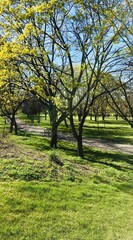 Fototapeta premium A park lawn and alley surrounded with trees featuring young leaves casting shadows on the grass under the light-blue cloudless spring sky; a vertical illustrative photo for a relax-in-nature article.