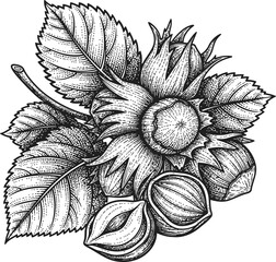 Vintage engraving of a hazelnut branch with leaves and ripe nuts on a dark background