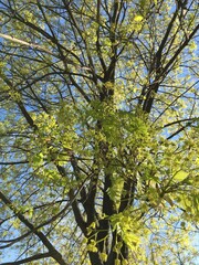A young maple crown featuring thin branches covered with young fresh spring leaves against the blue sky in the background; a low-angle vertical photo celebrating new season for nature-themed articles.