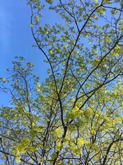 A young maple crown featuring thin branches covered with young fresh spring leaves against the blue sky in the background; a low-angle vertical photo celebrating new season for nature-themed articles.