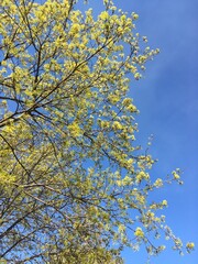 A young maple crown featuring thin branches covered with young fresh spring leaves against the blue sky in the background; a low-angle vertical photo celebrating new season for nature-themed articles.