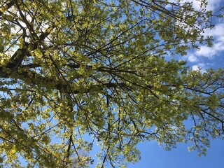 A young maple crown featuring thin branches covered with young fresh spring leaves against the blue sky in the background; a low-angle vertical photo celebrating new season for nature-themed articles.