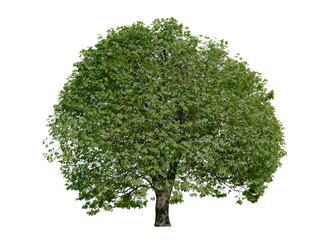 Horse chestnut tree isolated on transparent background. Spring and summer version. Nature concept.