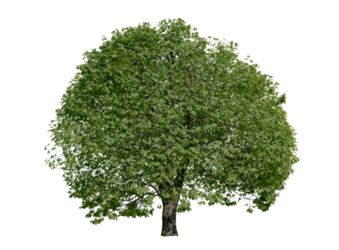 Horse chestnut tree isolated on transparent background. Spring and summer version. Nature concept.