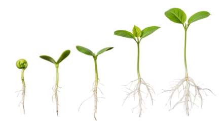 Five green seedlings illustrate sequential growth stages from embryonic sprout to mature plant, intricate roots visible in moist soil cutaway on white background, scientific plant development concept