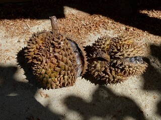 Close-up of damaged durian on a concrete floor with strong highlights and deep shadows. Concept for tropical food texture and artistic contrast.