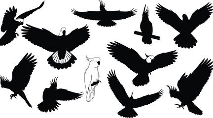 Obraz premium Majestic black silhouette collection of cockatoo parrots in various flying and perched poses, featuring a single outline drawing, perfect for tropical, nature, avian, and exotic bird design projects.