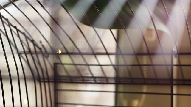 Domestic rats in a cage go out and want walking, playing. A rodents with whiskers, a tail, and whitefooted mice is sitting in a cage, gazing out the window. It may be a pet or a pest like packrats 

