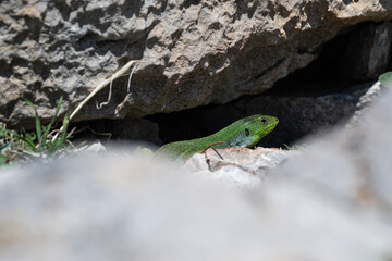 A bright green lizard hidden among the blurry rocks in the foreground. Hiding in its natural environment. Lacerta trilineata.