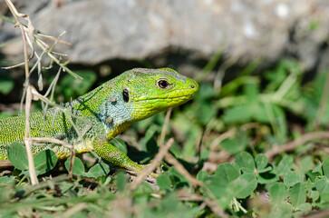 Naklejka premium A close-up portrait of a lizard's head in bright green. Lacerta trilineata.
