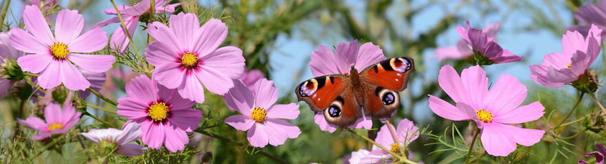 Schmetterling 1275 © K.-U. Häßler