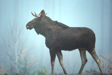 Mammals male bull Elk Moose ( Alces alces ) North part of Poland, Europe forest in autumn time