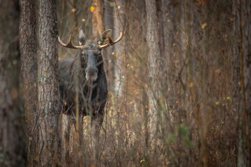Mammals male bull Elk Moose ( Alces alces ) North part of Poland, Europe forest in autumn time