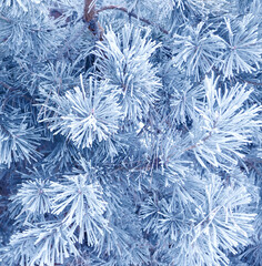 Holiday winter banner with frozen branches of fir tree. Horizontal Christmas background with pine branch, covered with frost. Festive banner featuring a frosted fir branch. Photo toned in blue color